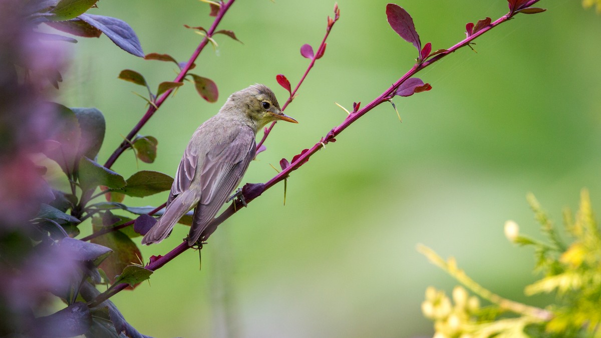 Icterine Warbler - ML612419465