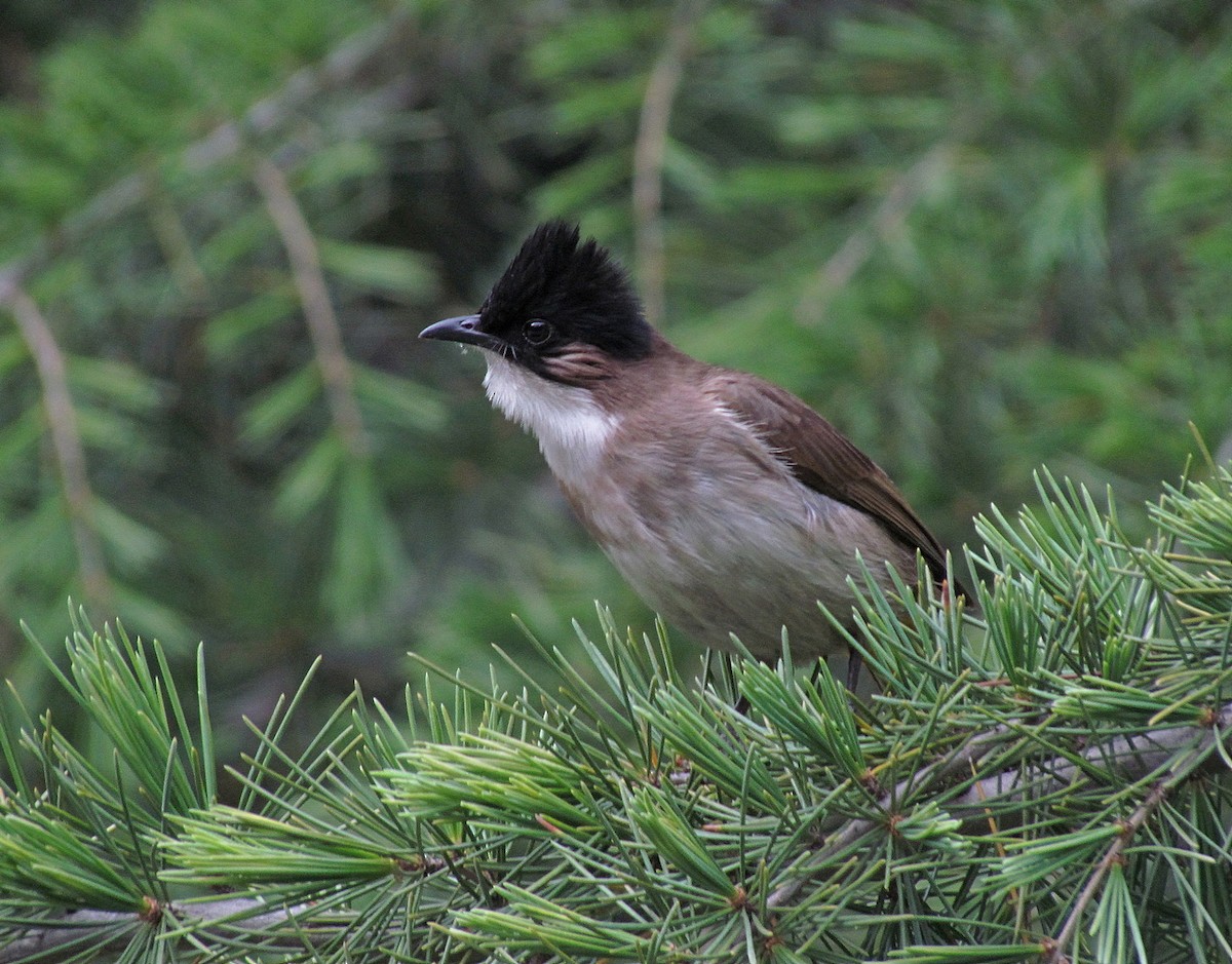 Bulbul à poitrine brune - ML612419478