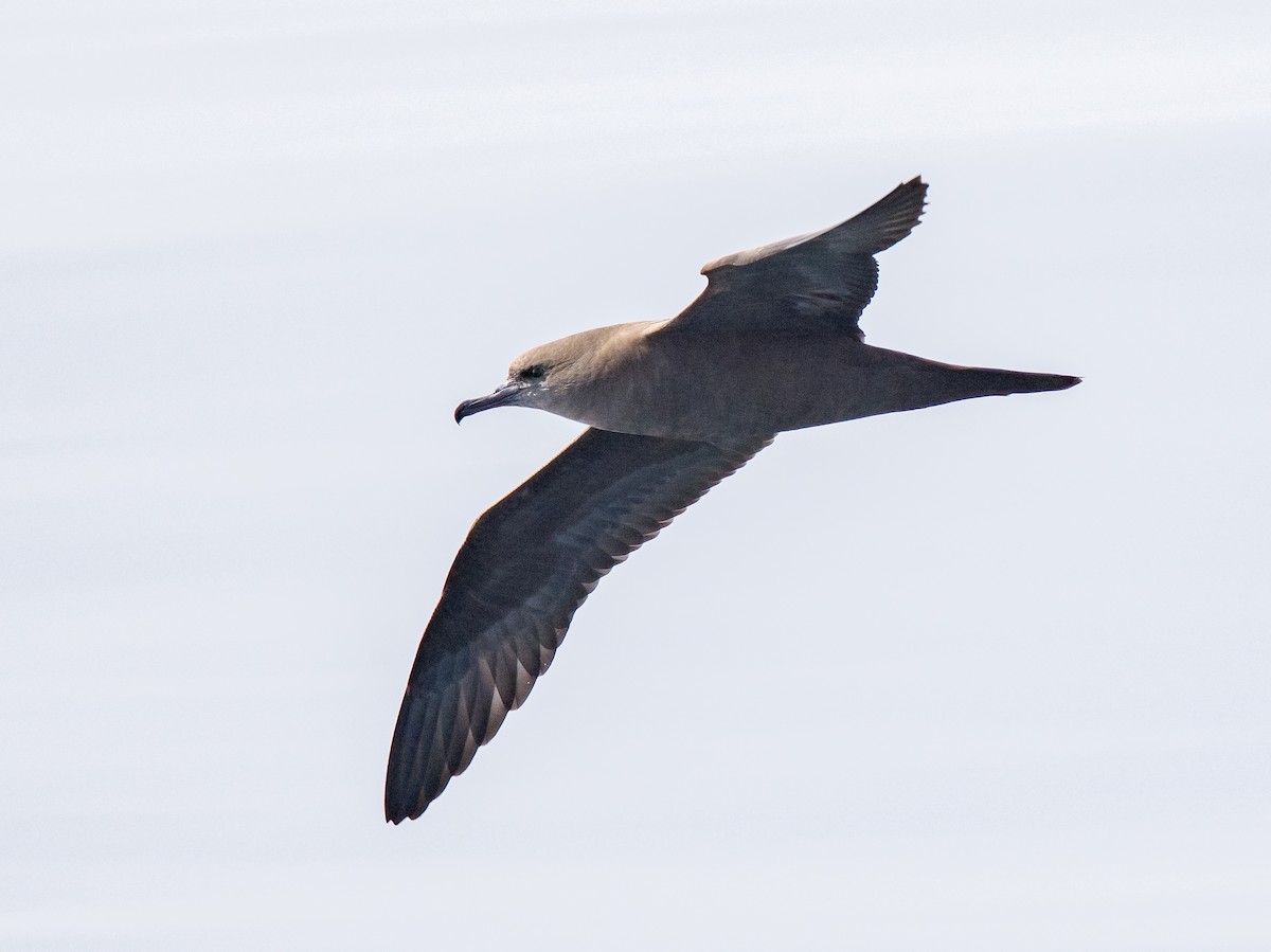 Wedge-tailed Shearwater - ML612419482