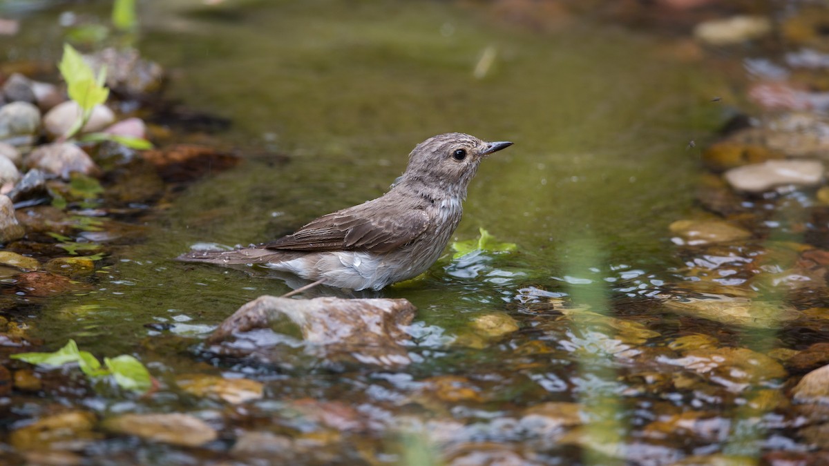 Spotted Flycatcher - ML612419496