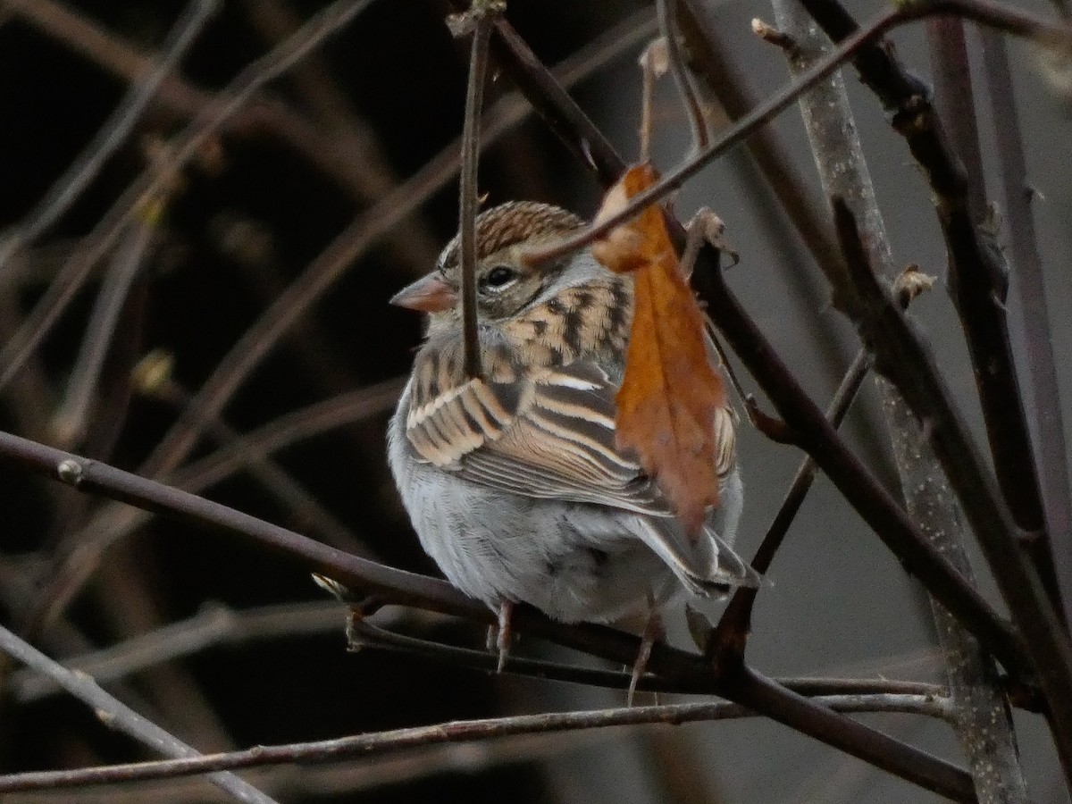 Chipping Sparrow - ML612419573