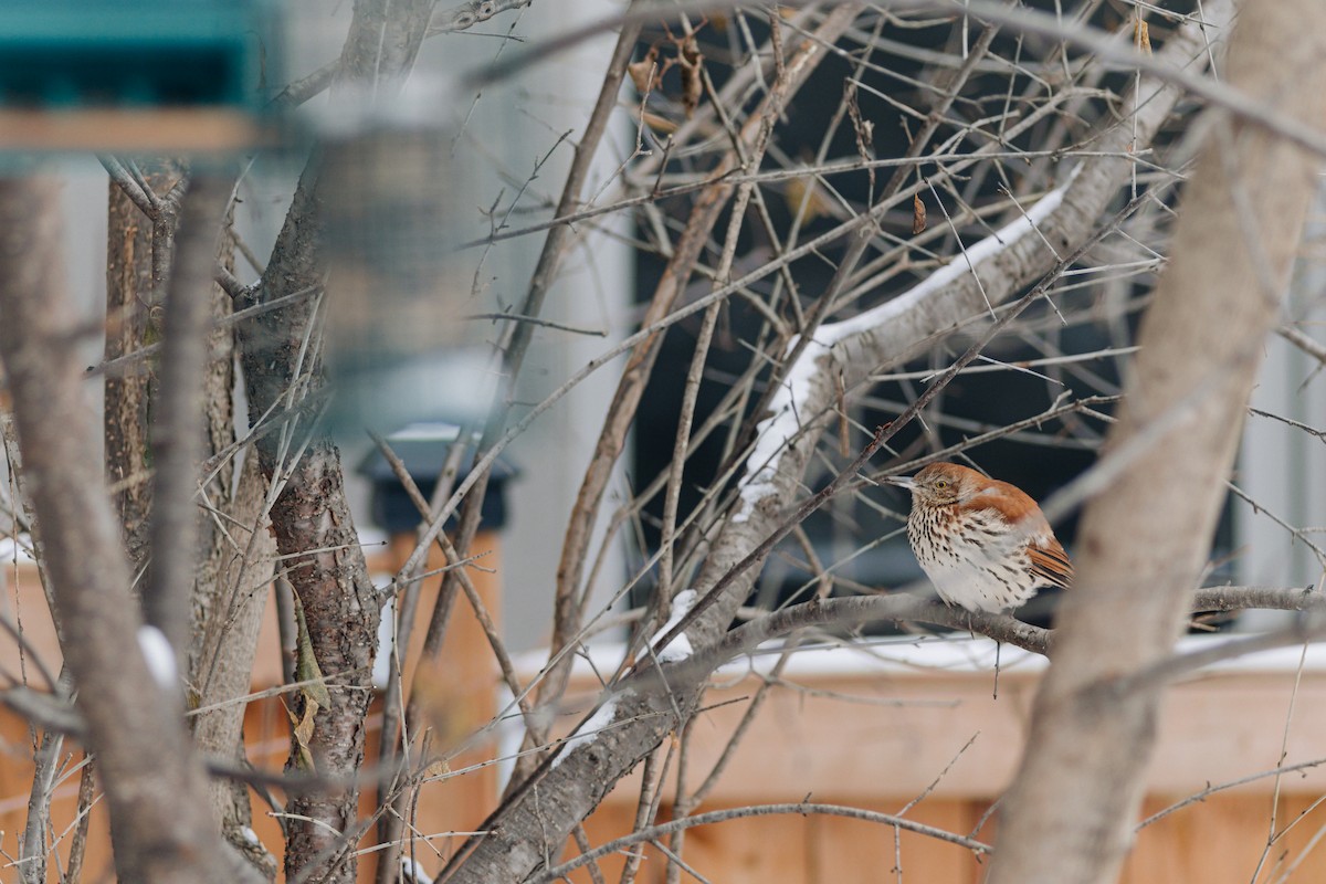 Brown Thrasher - ML612419617