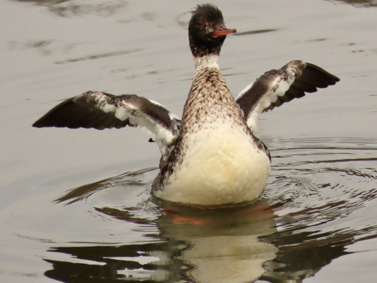 Red-breasted Merganser - ML612419683