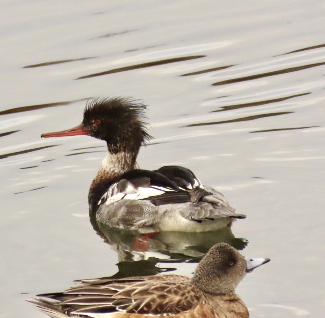 Red-breasted Merganser - ML612419685