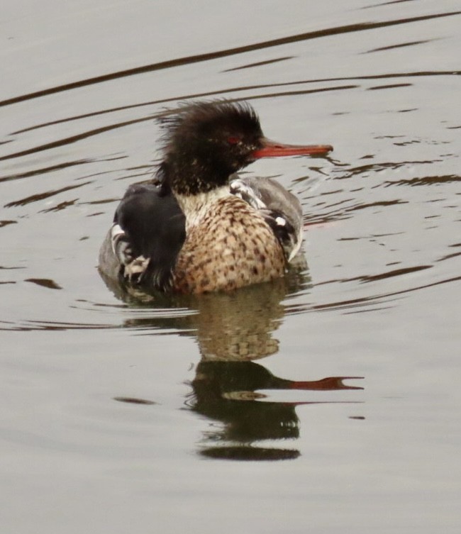 Red-breasted Merganser - ML612419688