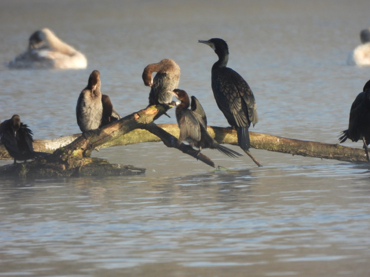 Pygmy Cormorant - karen  leonhardt