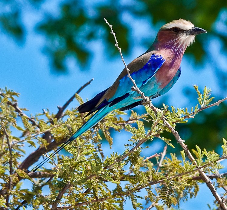 Lilac-breasted Roller - Arden Anderson