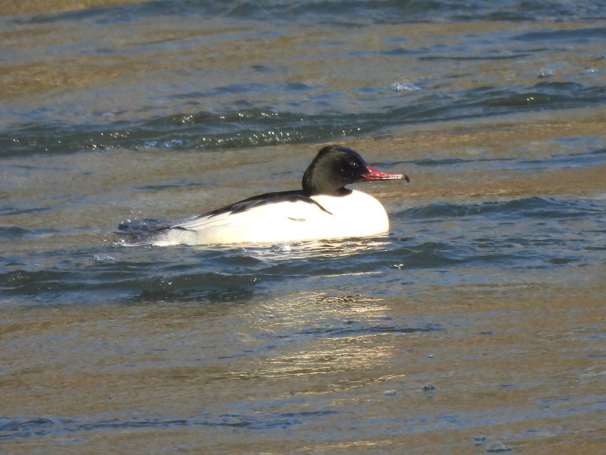 Common Merganser - karen  leonhardt