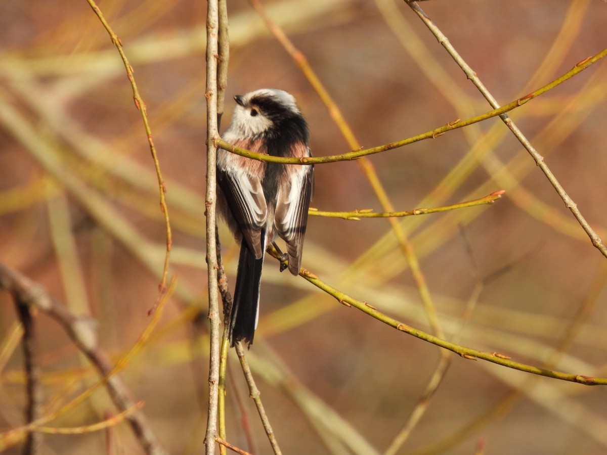 Long-tailed Tit - karen  leonhardt