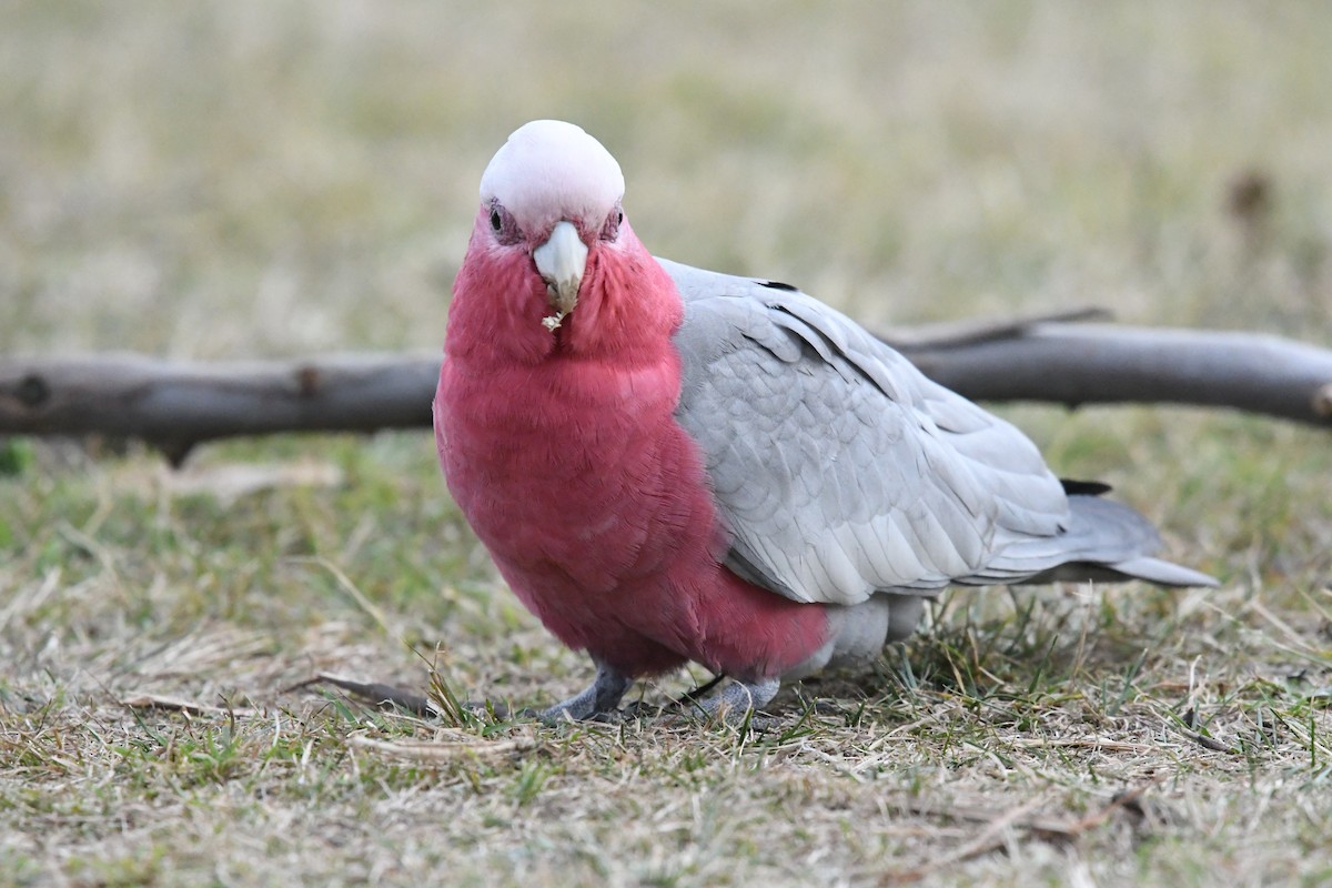 Galah - ML612419778