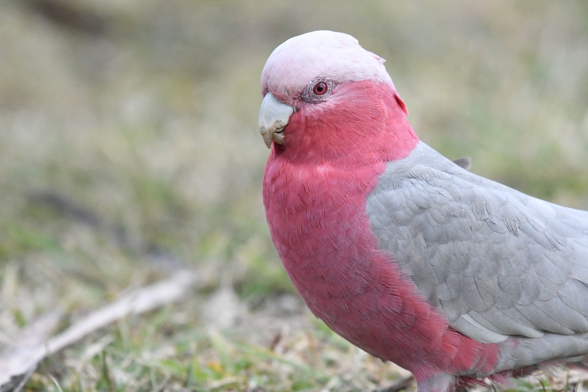 Galah - ML612419782