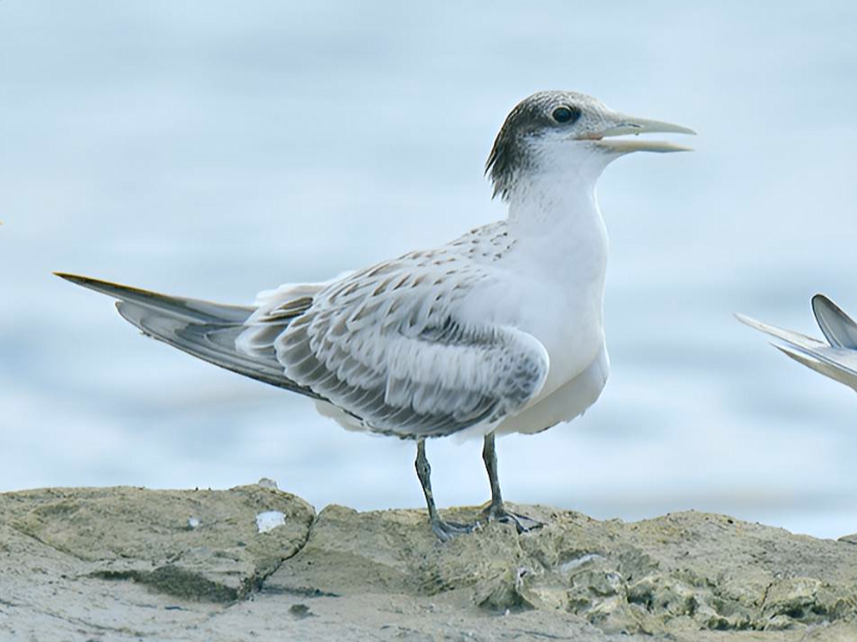 Great Crested Tern - Claudio Danesi