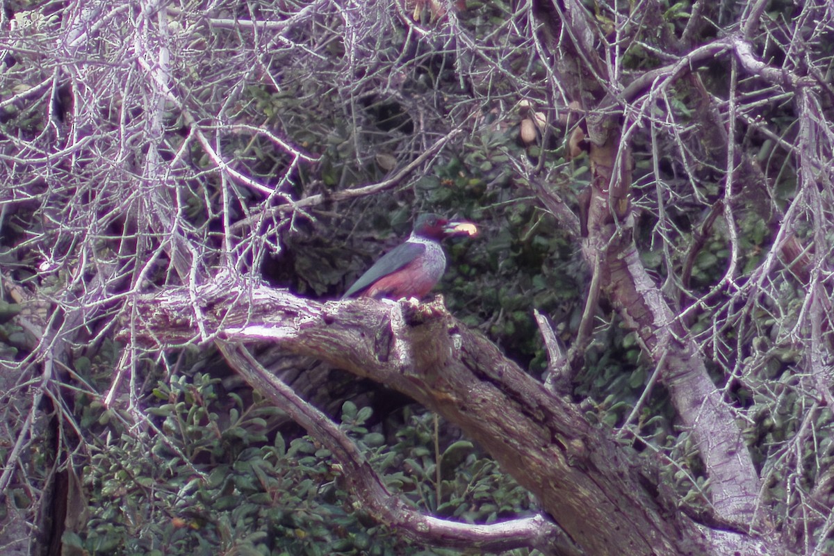 Lewis's Woodpecker - ML612419875