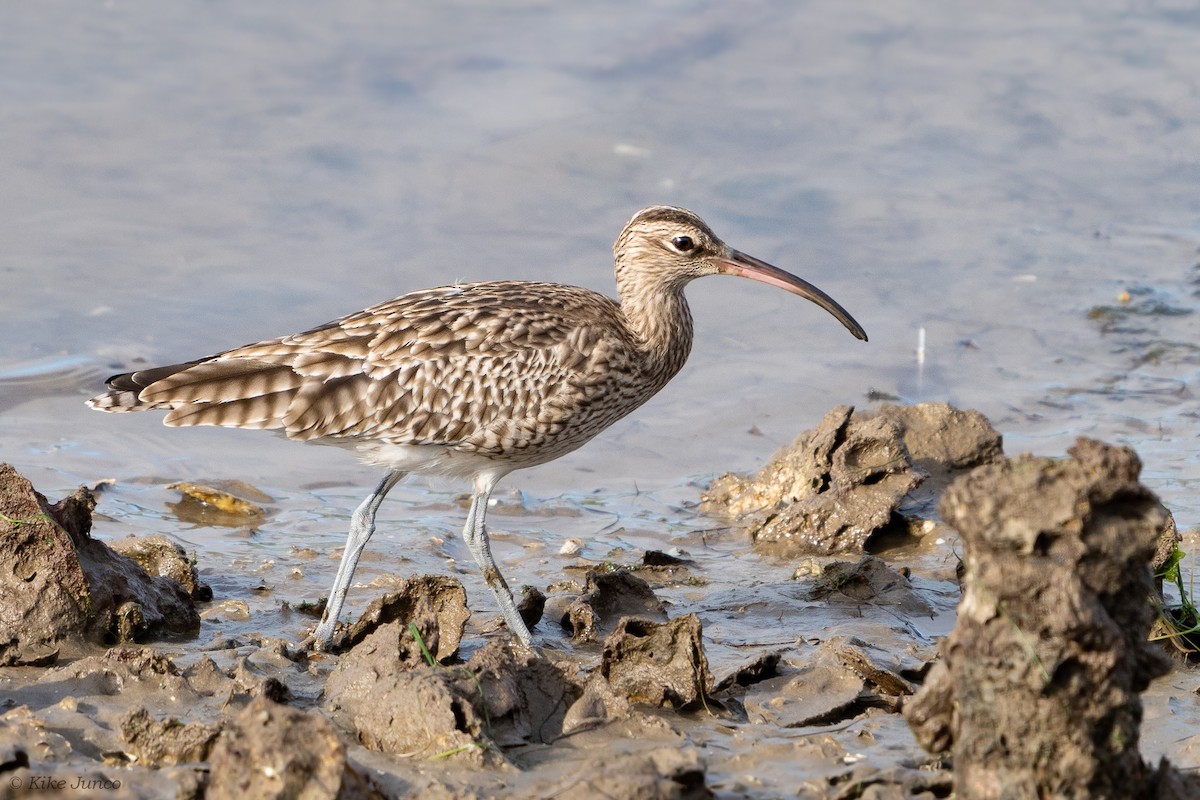 Whimbrel - ML612419894