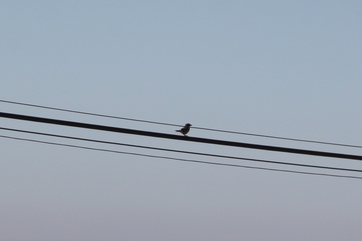 Iberian Gray Shrike - Estela Marques