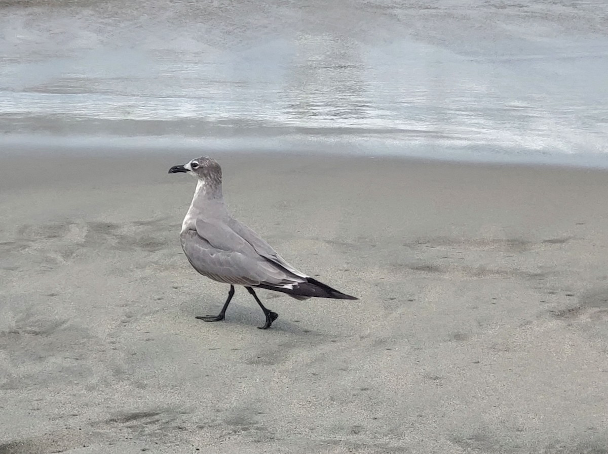 Laughing Gull - ML612419939