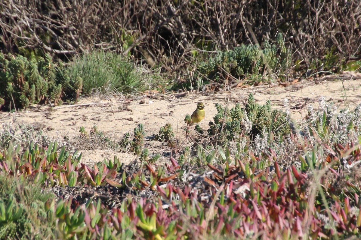 Cirl Bunting - ML612419942