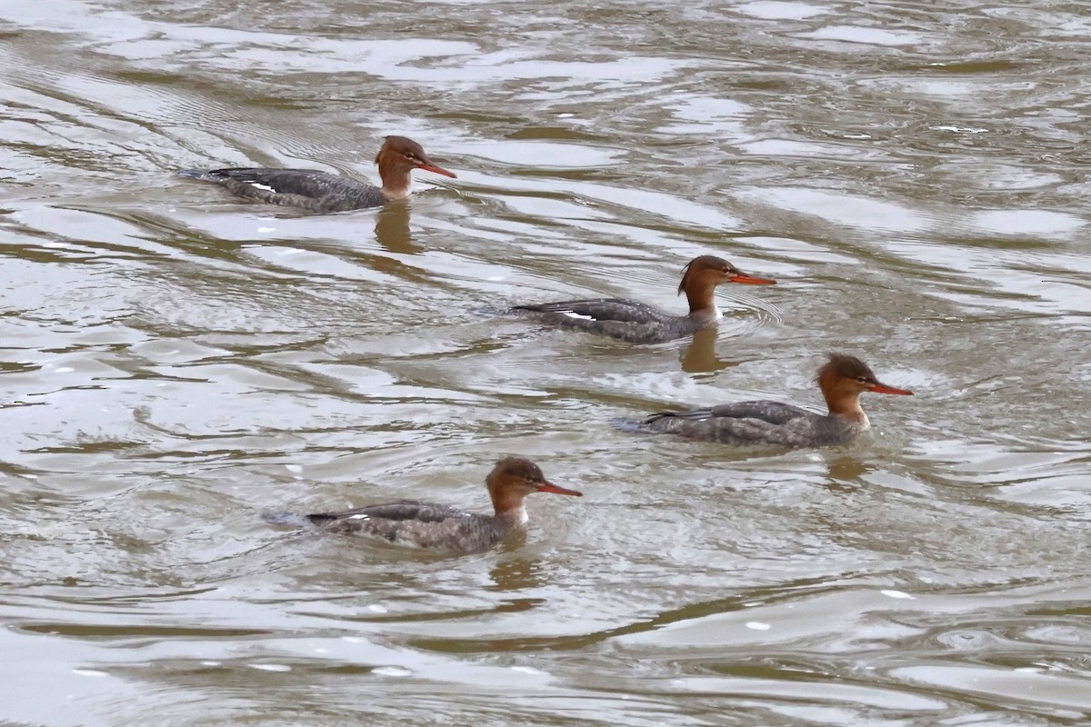 Red-breasted Merganser - ML612419947