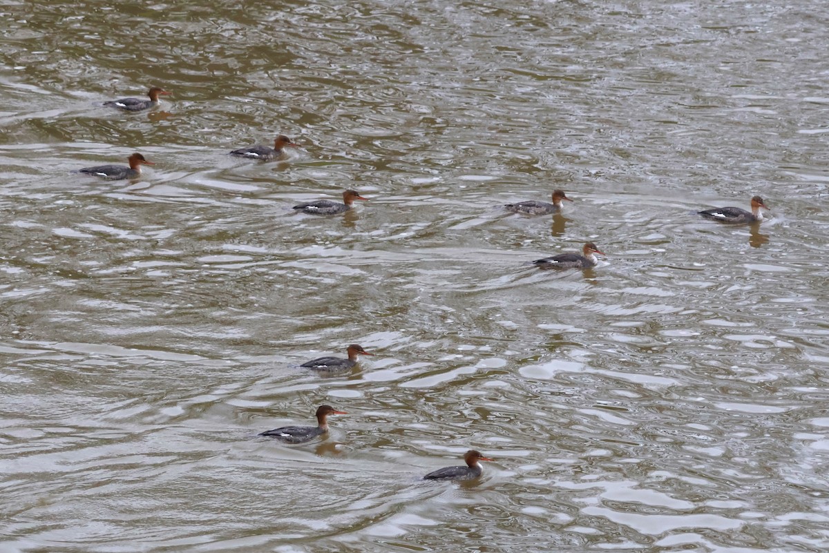 Red-breasted Merganser - ML612419950