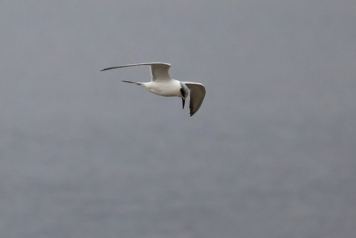 Forster's Tern - ML612419995