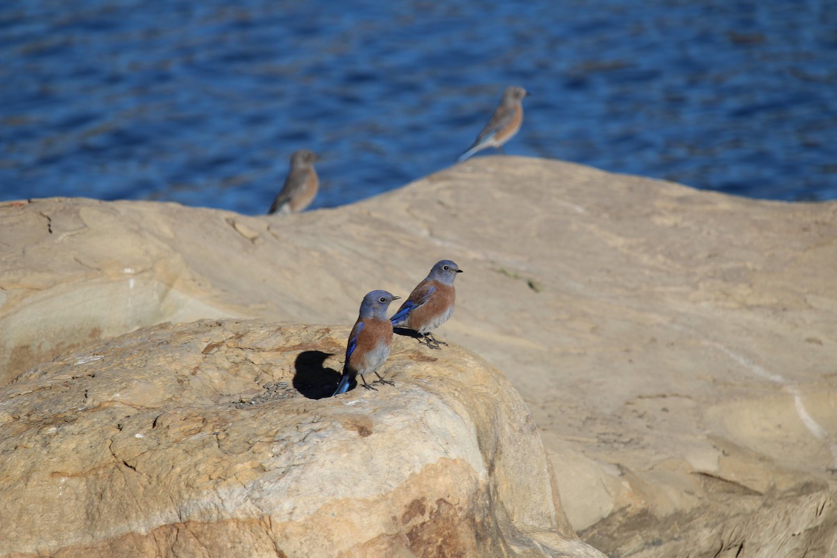 Western Bluebird - ML612420008