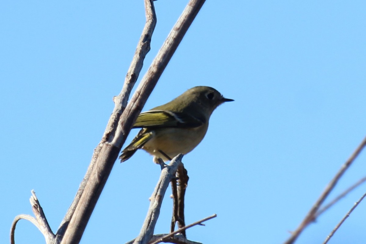 Ruby-crowned Kinglet - ML612420025