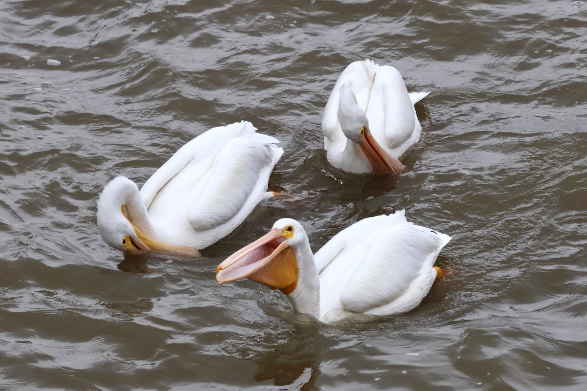 American White Pelican - ML612420028