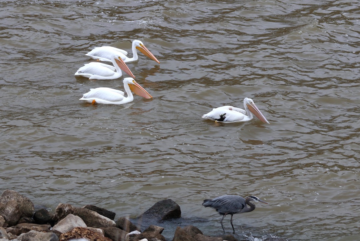 American White Pelican - ML612420030