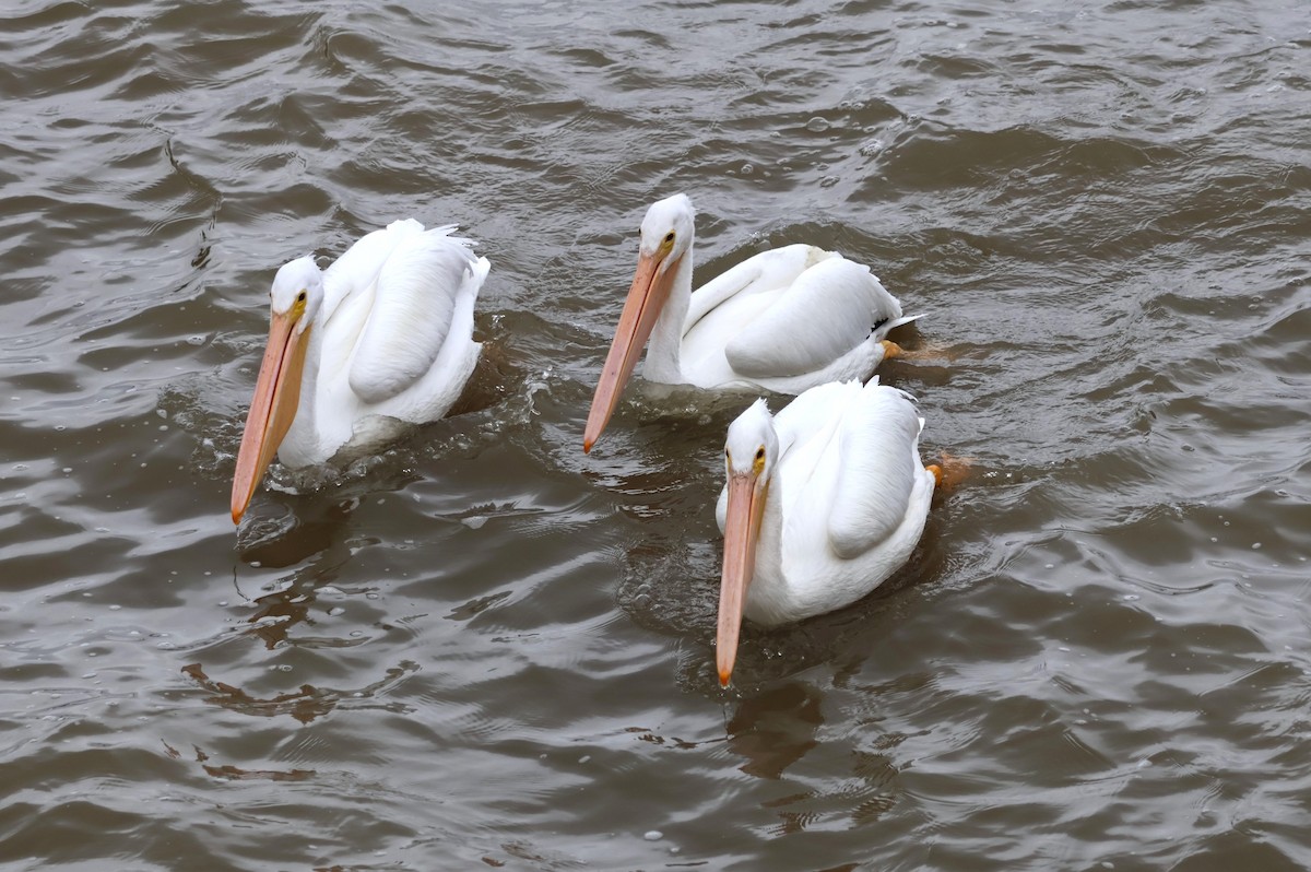 American White Pelican - ML612420033