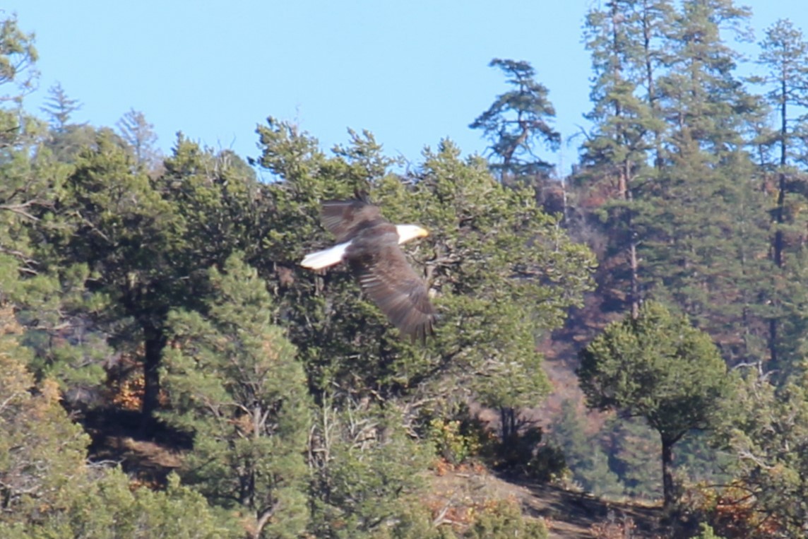Bald Eagle - ML612420035
