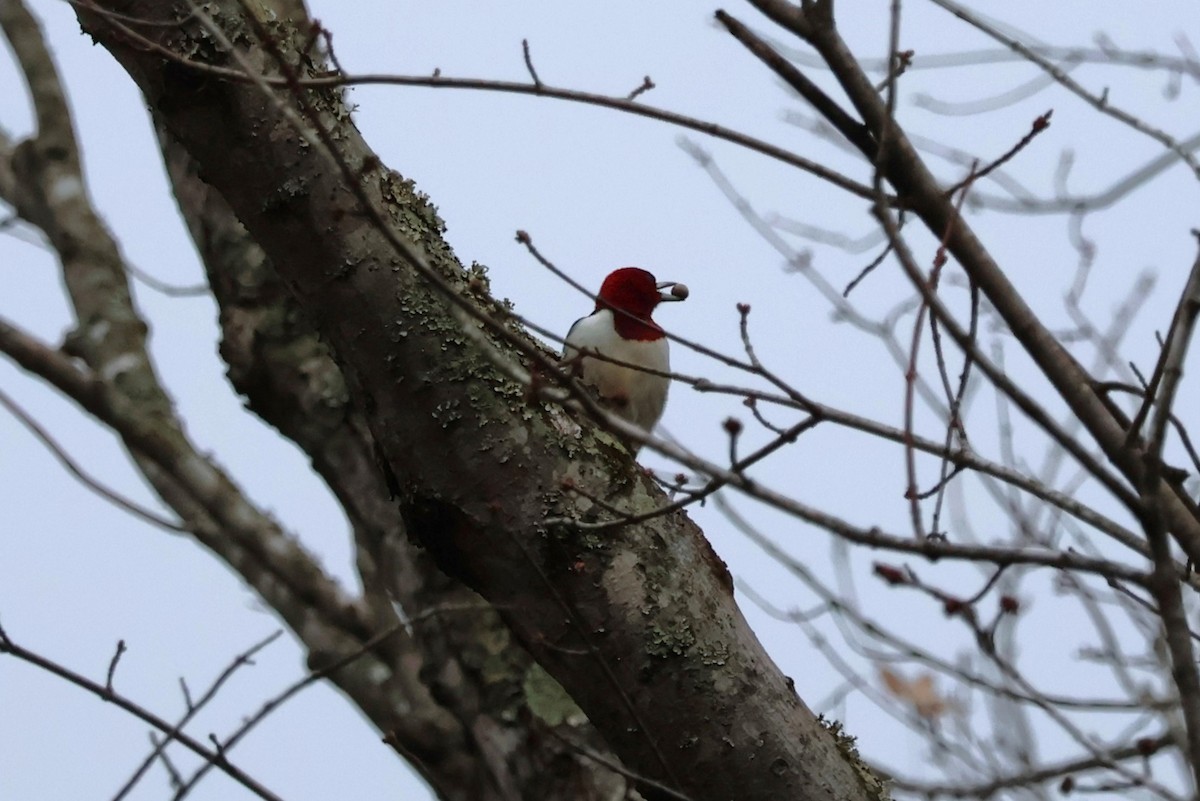 Red-headed Woodpecker - ML612420052