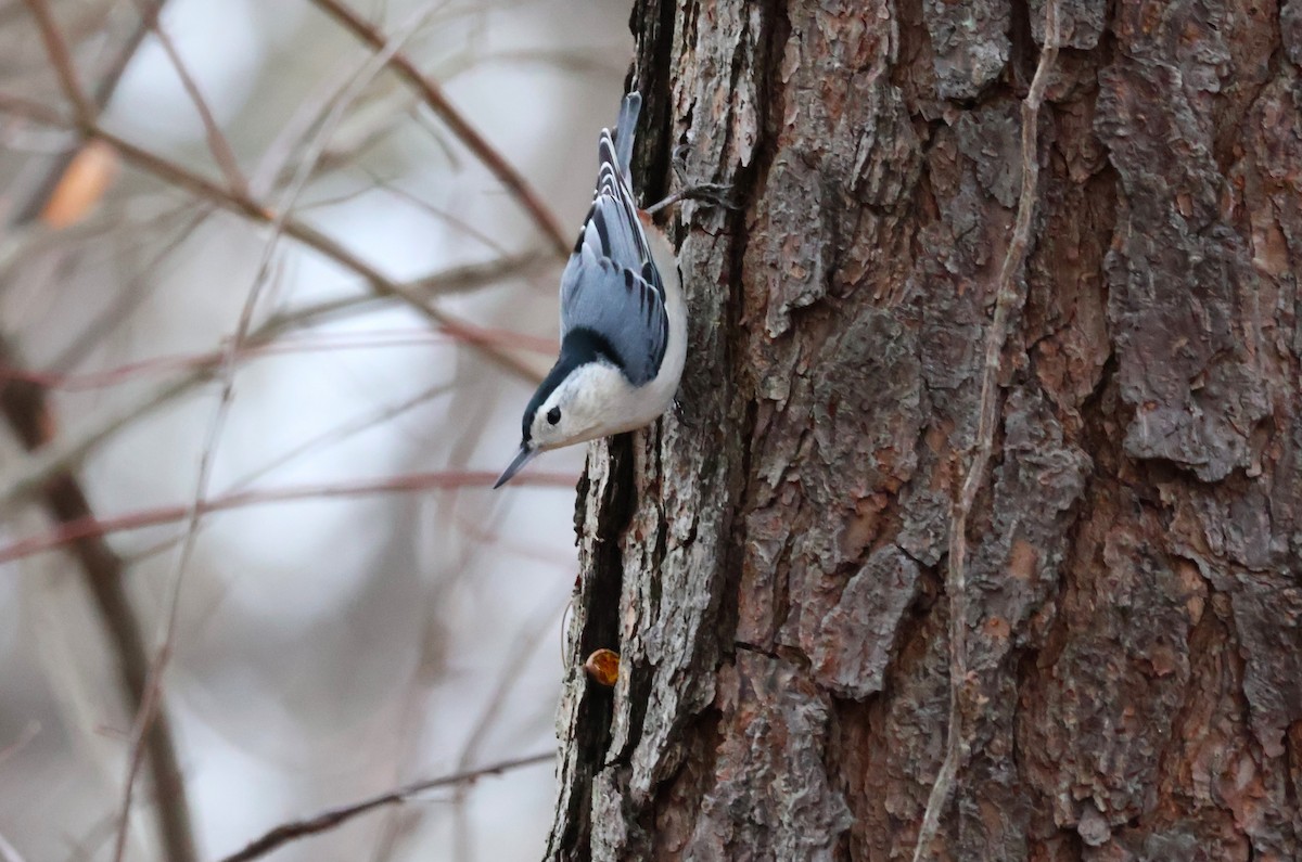White-breasted Nuthatch - ML612420086