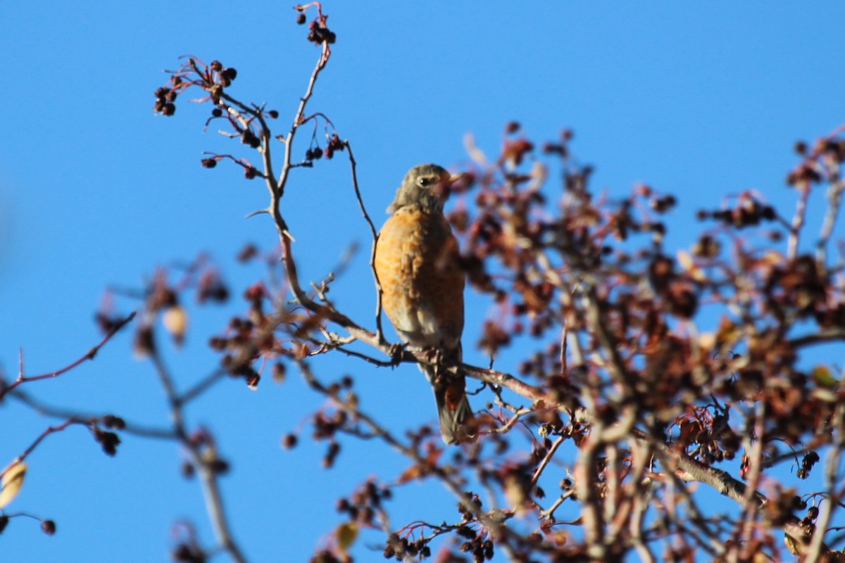 American Robin - ML612420090