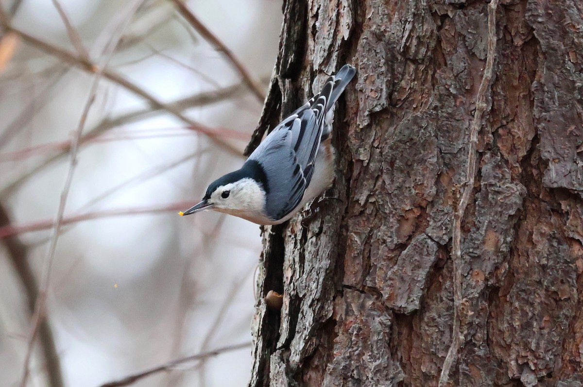 White-breasted Nuthatch - ML612420091