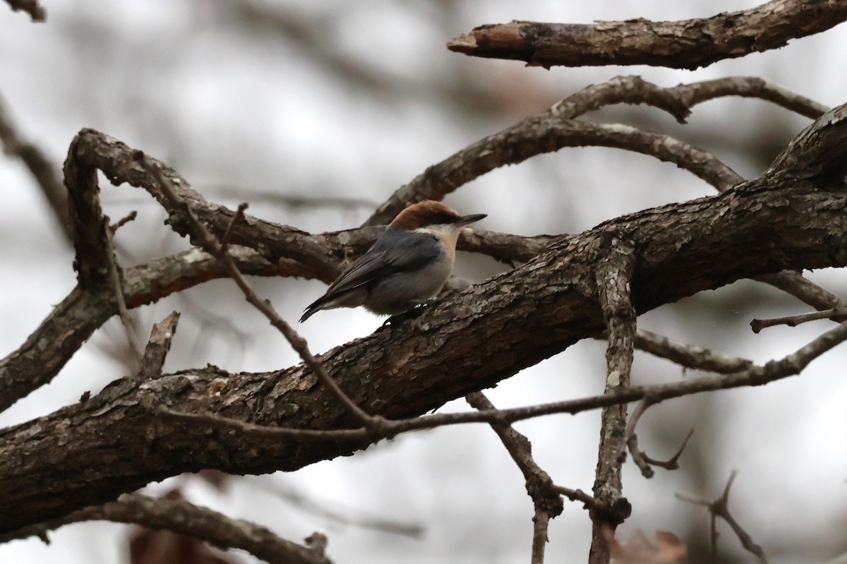 Brown-headed Nuthatch - ML612420111