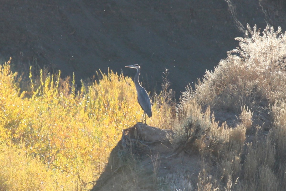 Great Blue Heron - ML612420123