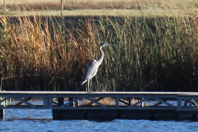 Great Blue Heron - ML612420124