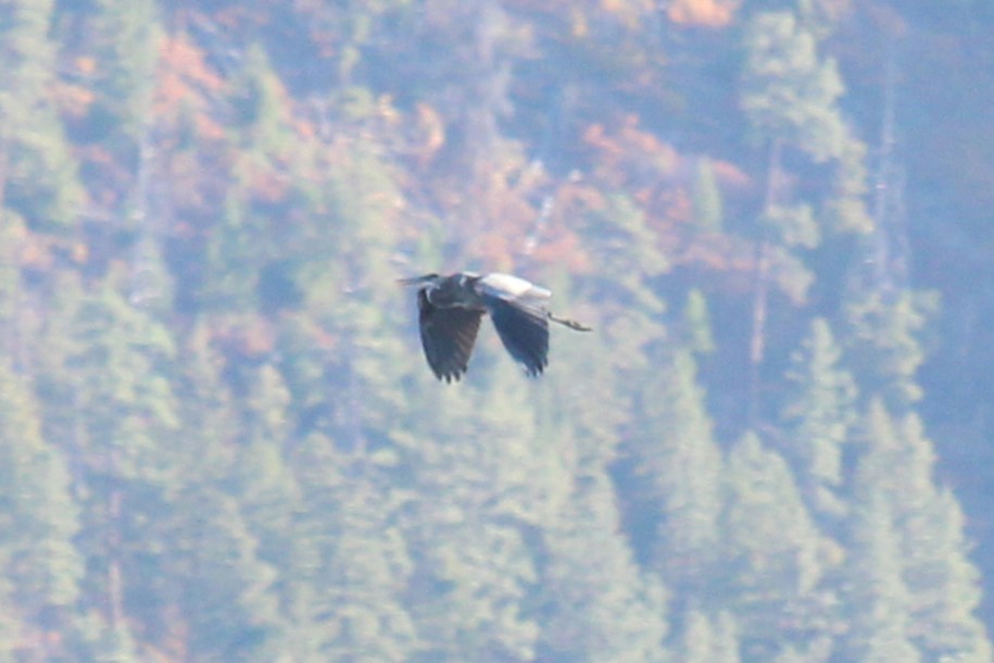 Great Blue Heron - ML612420131