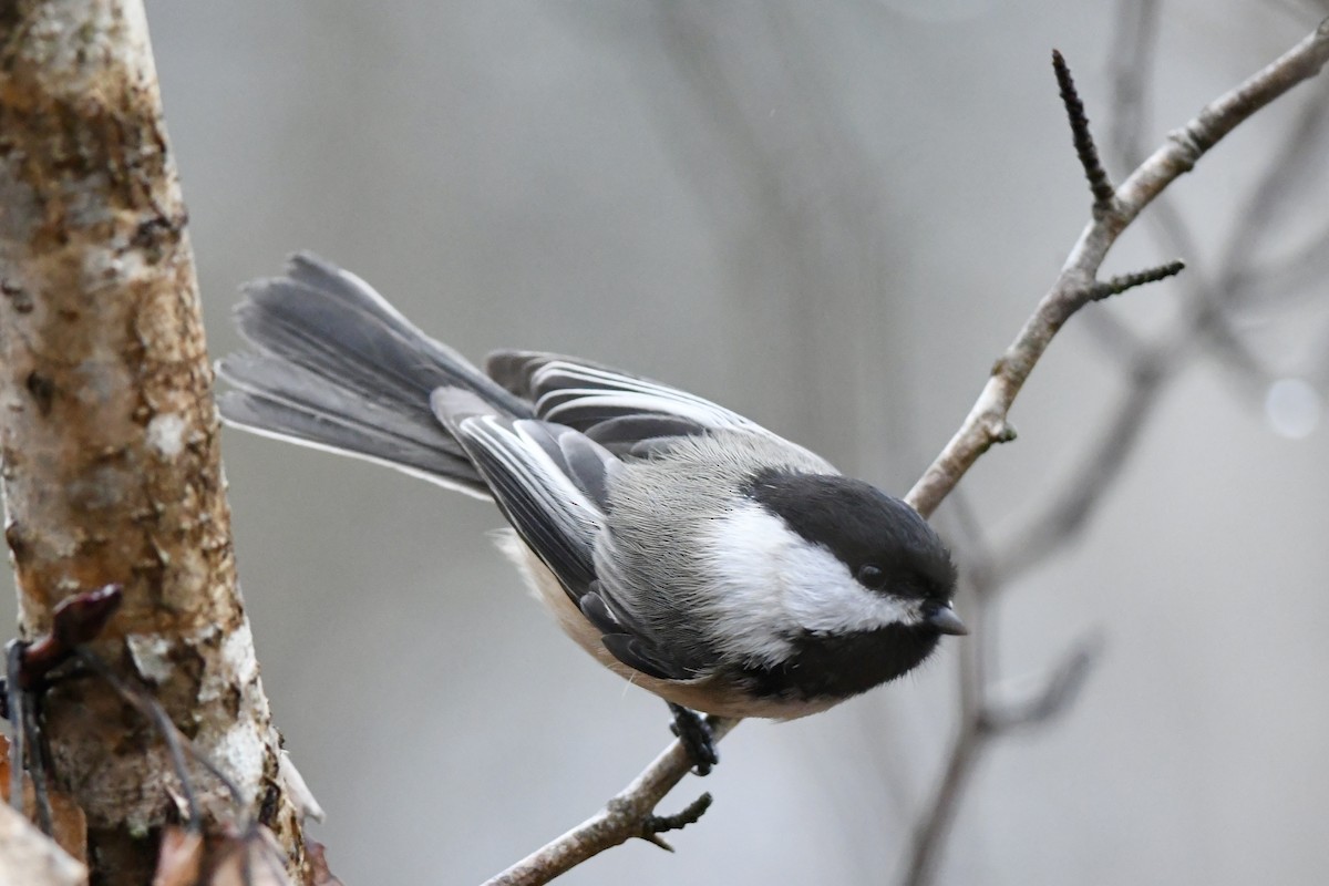 Black-capped Chickadee - ML612420135