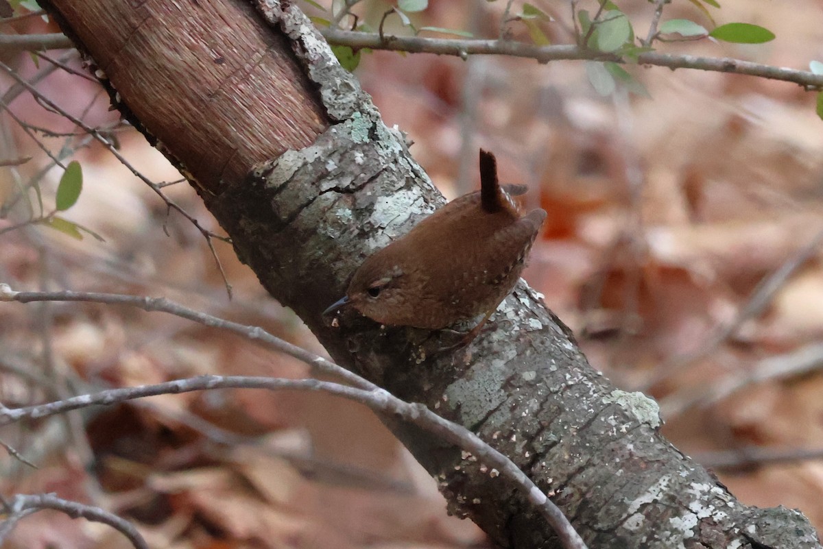 Winter Wren - ML612420136