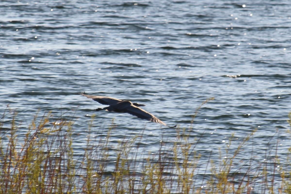 Great Blue Heron - ML612420137