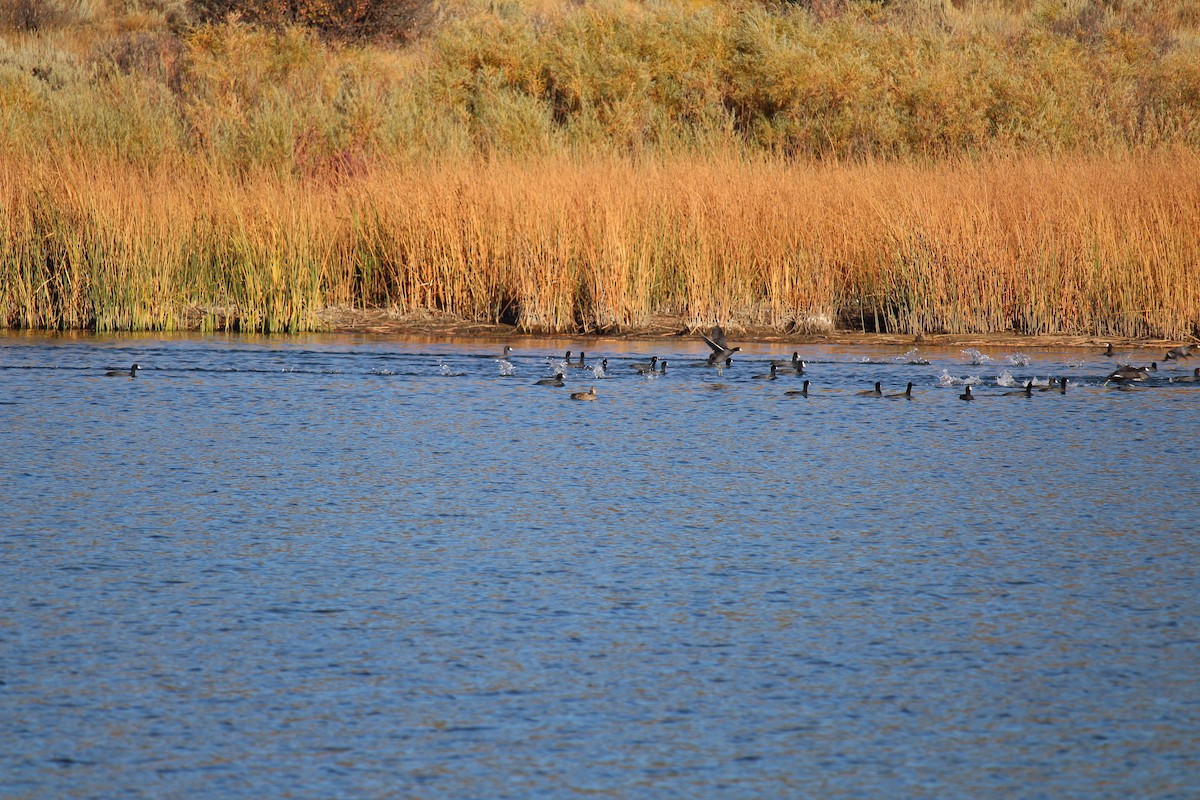 American Coot - ML612420149