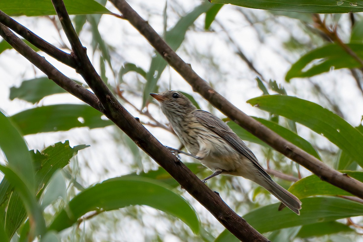 Rufous Whistler - ML612420160