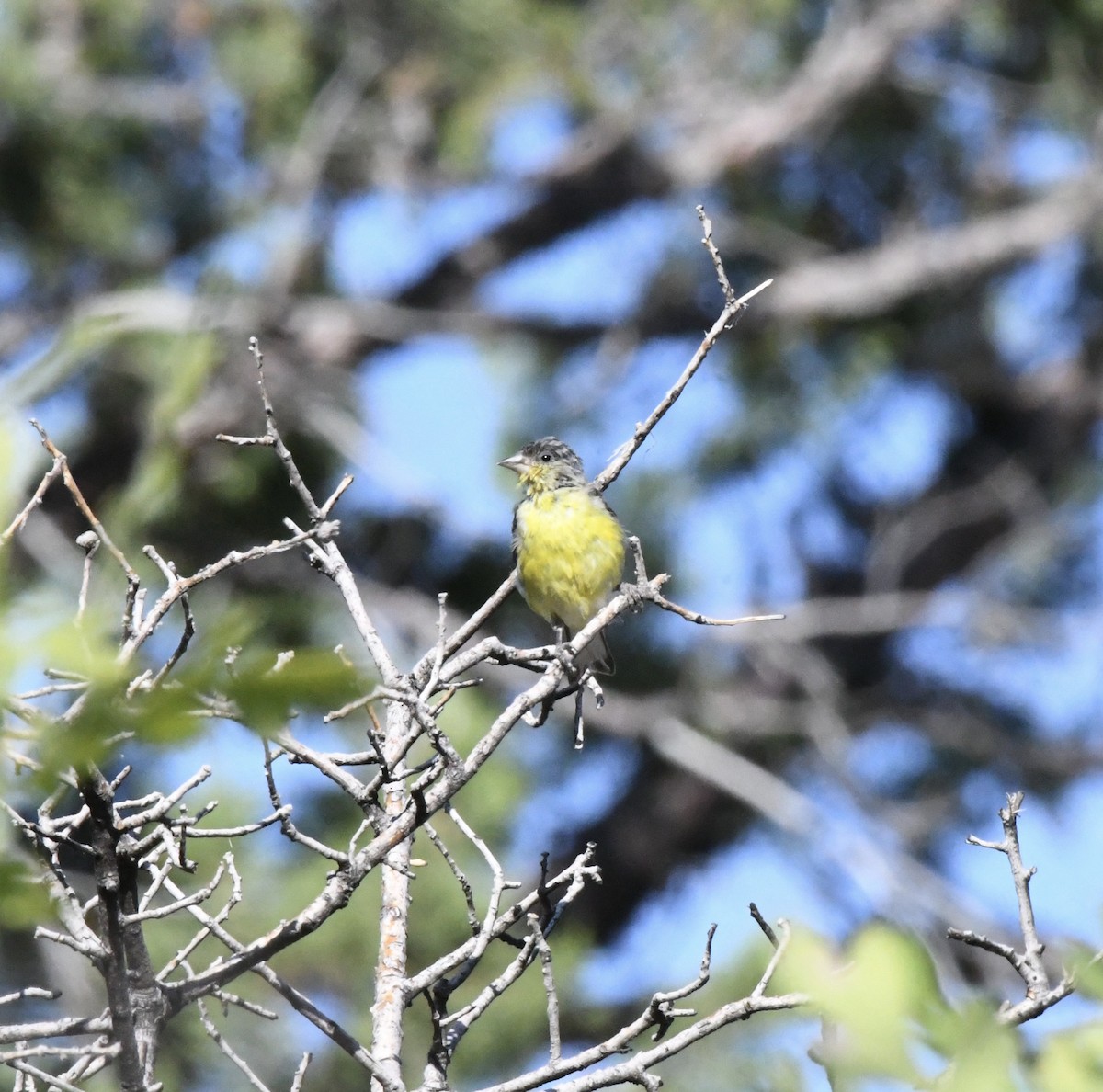 Lesser Goldfinch - ML612420168