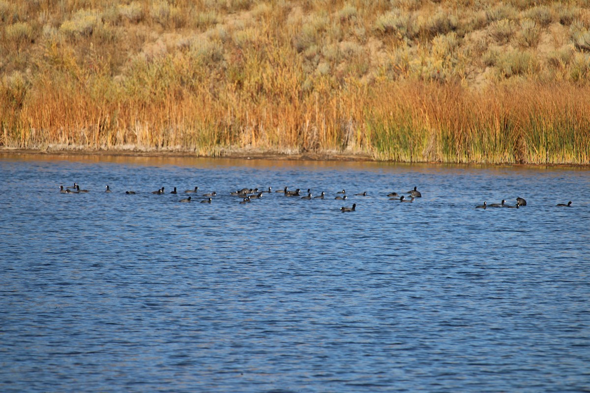 American Coot - ML612420175