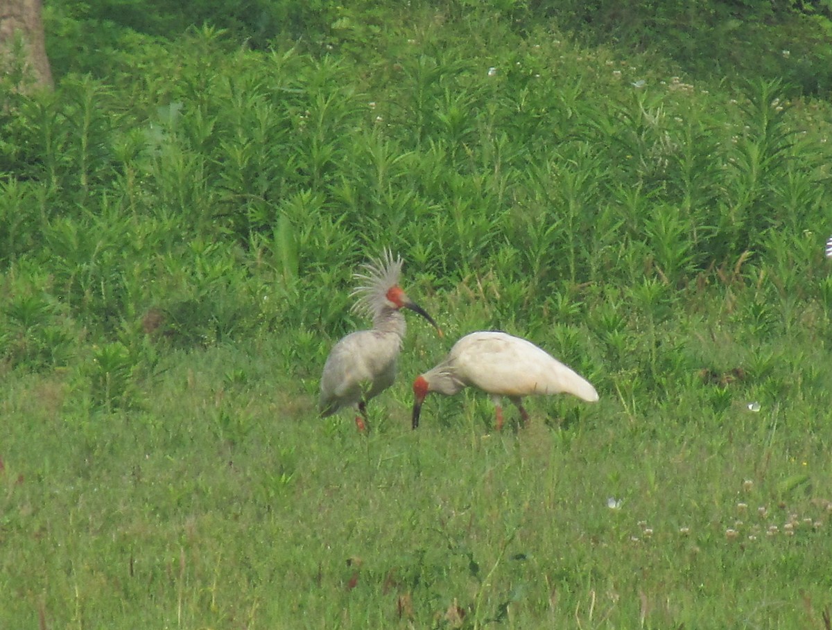 Crested Ibis - ML612420206