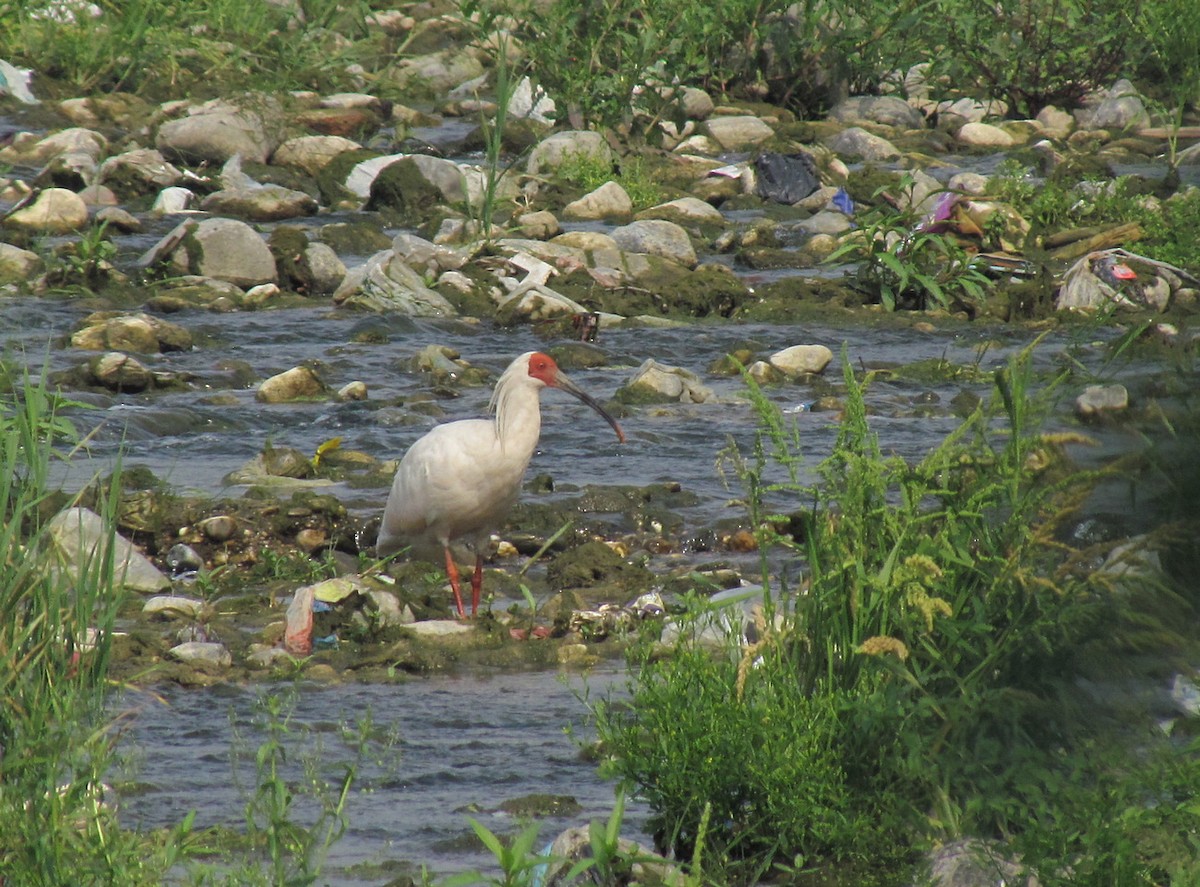 Crested Ibis - ML612420207