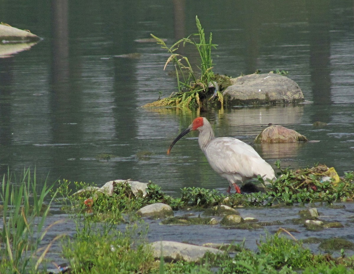 Crested Ibis - ML612420208