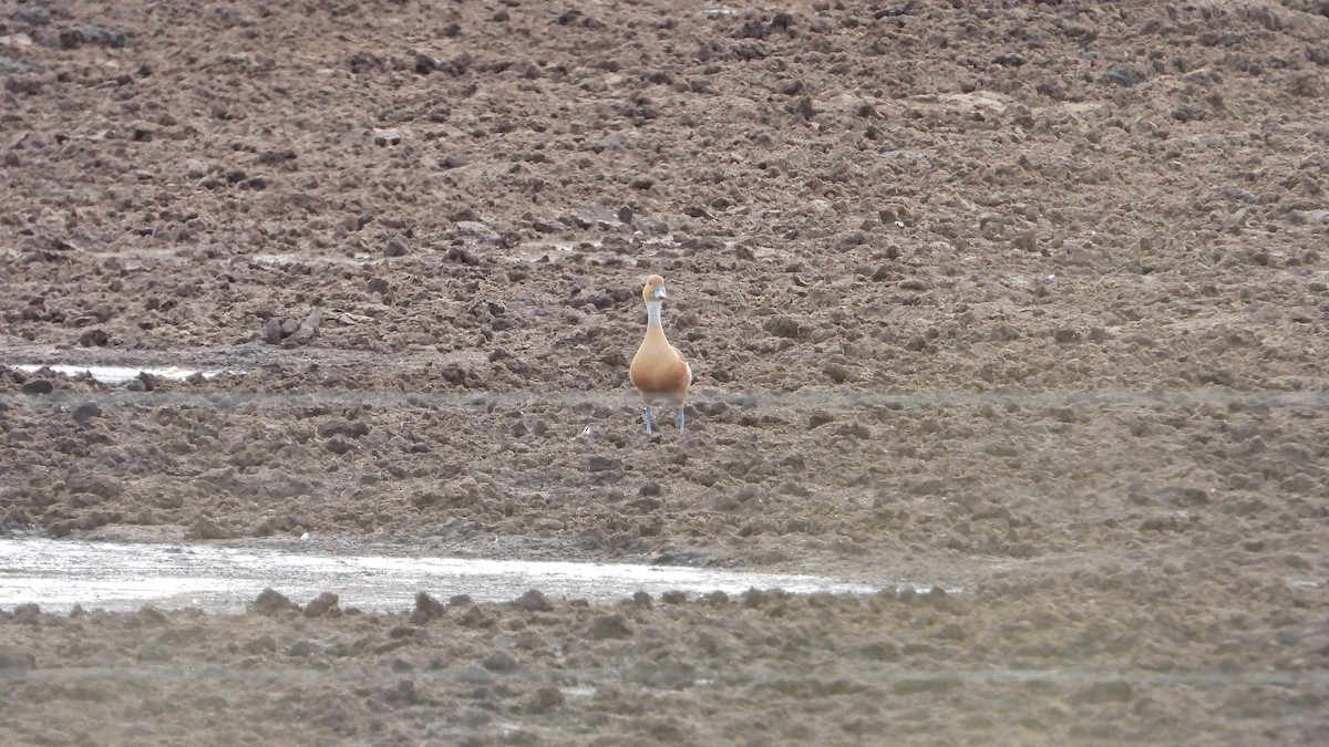 Fulvous Whistling-Duck - ML612420249