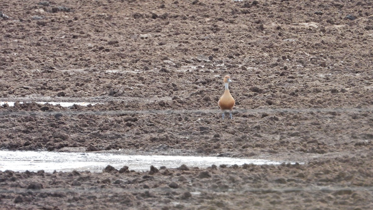 Fulvous Whistling-Duck - ML612420250